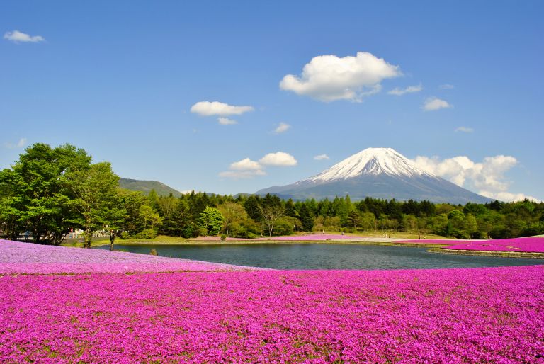 Góra Fuji z kwiatami shibazakura