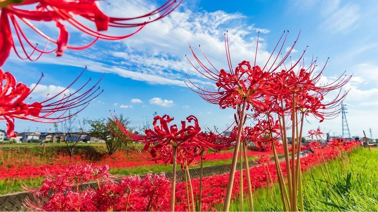 Wycieczka do Japonii jesienią - higanbana, czerwone pajęcze lilie