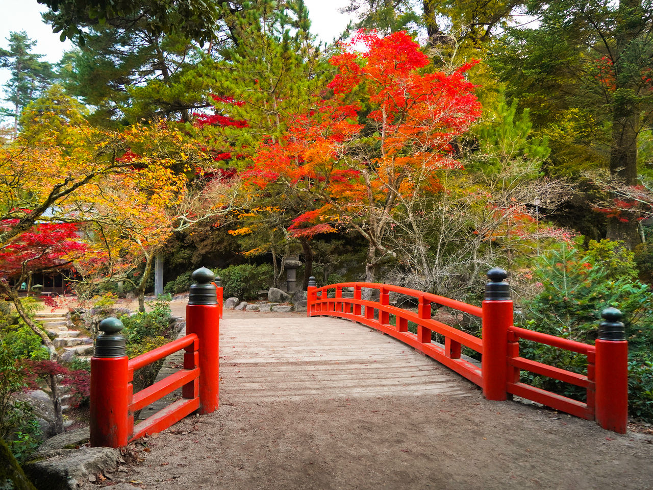 Wycieczka do Japonii 8 dni, Akitabi, jesienne klony momiji