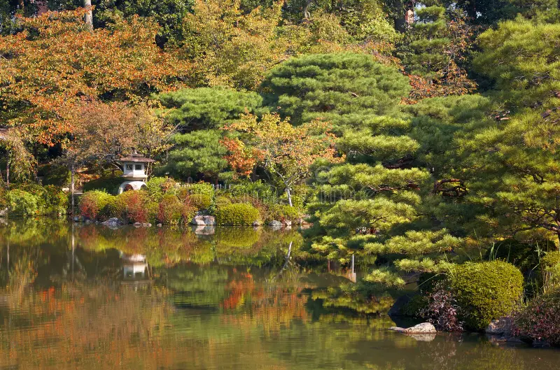 Ogród przy stawie Kyoko-chi w Kinkaku-ji jesienią z jesiennymi przebarwieniami