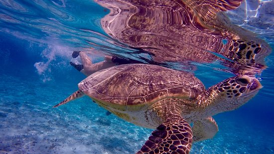 Żółw morski przy plaży Ama, Zamami