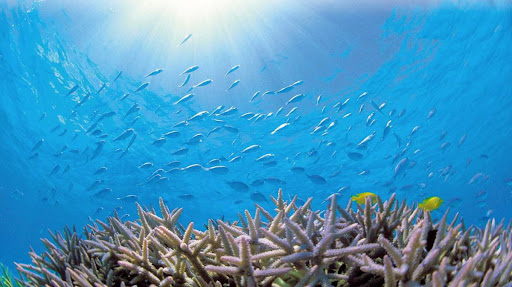Rafa koralowa, snorkeling na Kerama